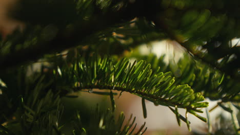 close-up of a green fir tree branch, christmas ornaments blurred in the golden light of the background