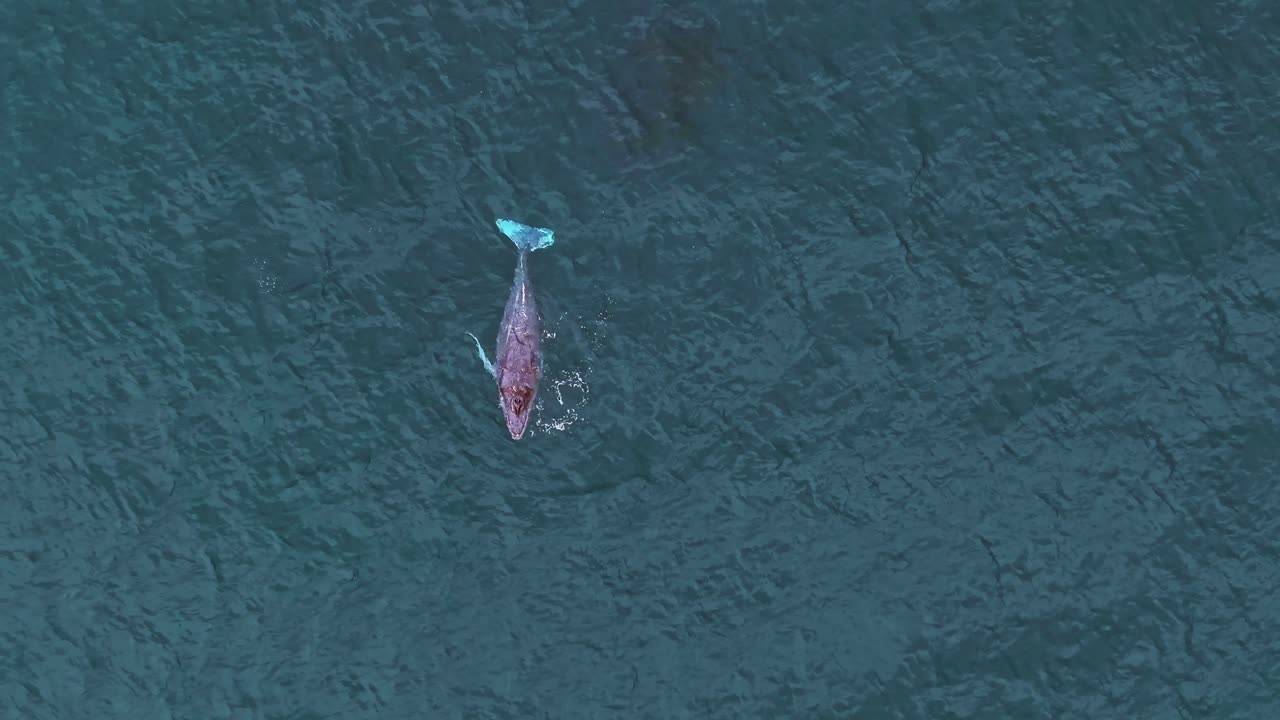 Calm moment as a baby whale moves its tail just beneath the water's surface. Its soft, playful swaying creates a peaceful scene that highlights the calf’s curiosity and gentle rhythm in the ocean