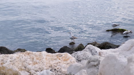 wide shot of seagull standing on one leg, and pulling the other leg up against the warmth of its body