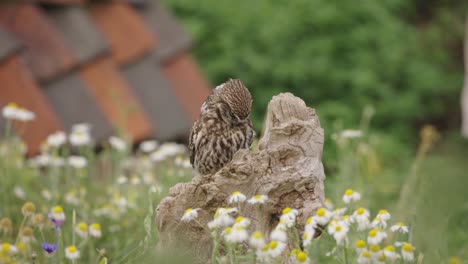 frontal tele shot of little owl with intense look sitting on log in lush meadow