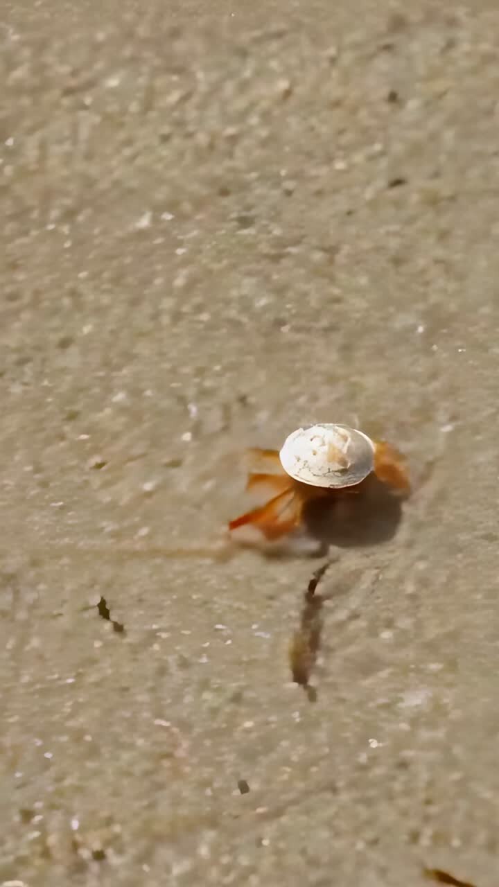 Vertical video: Camera starting following orange hermit crab walking on wet sand with white shell