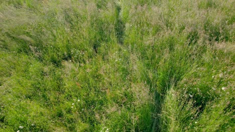 High-angle-shot-over-wild-meadow-overgrown-grass-with-wild-flowers-and-grasses-in-Maine-et-Loire,-France