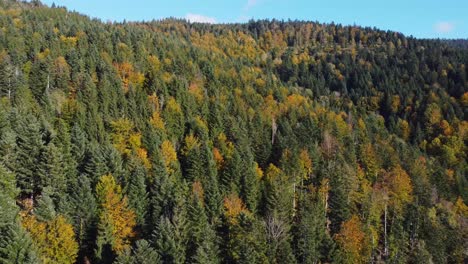 aerial view of autumn foliage forest during fall season