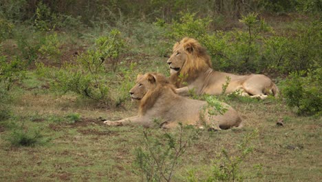 group of lions resting on the grass