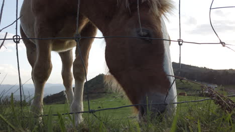 horse grazing behind a fence