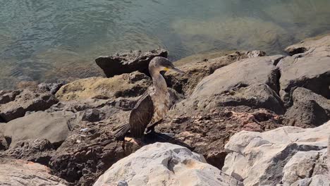 a cormorant rests peacefully on the rocky bank of a river after a fishing trip