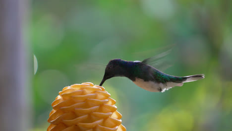 a hummingbird hovers near a beehive ginger flower, feeding in a lush green environment