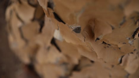 A-close-up-of-a-Quiver-tree's-flaky-textured-bark-in-Namibia