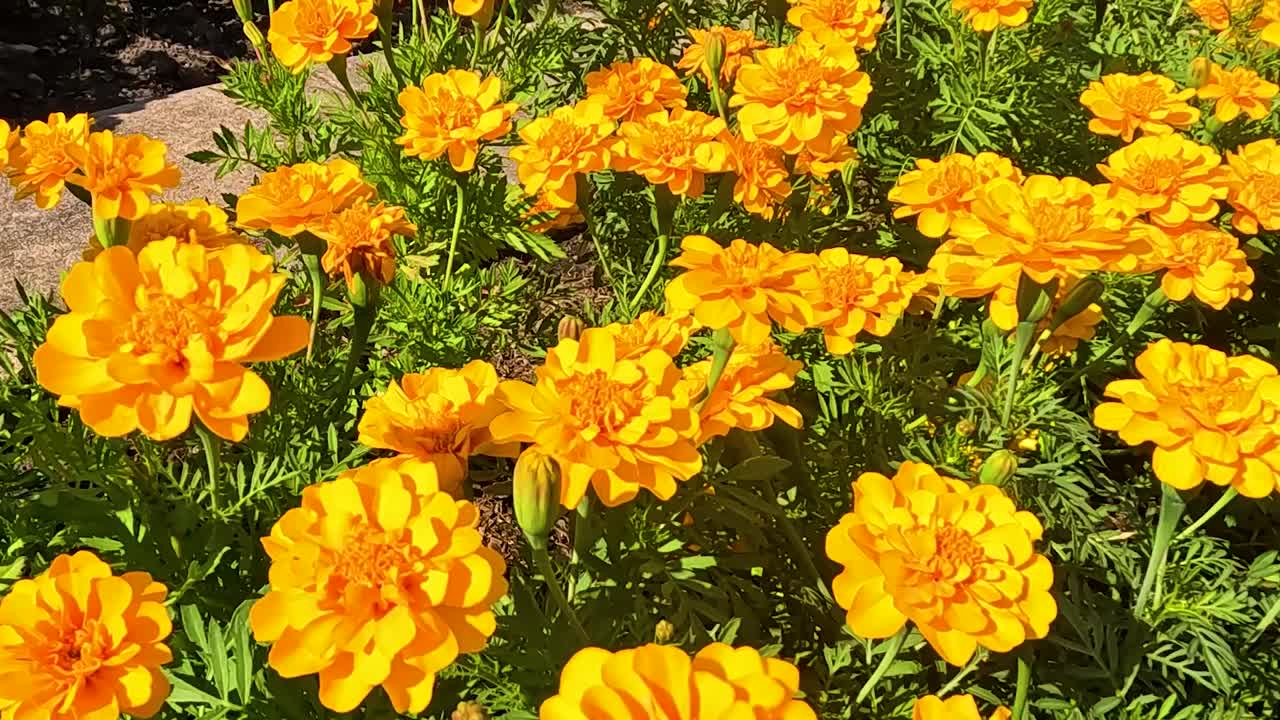 A vibrant display of golden marigold flowers basking in sunlight, surrounded by lush green foliage.