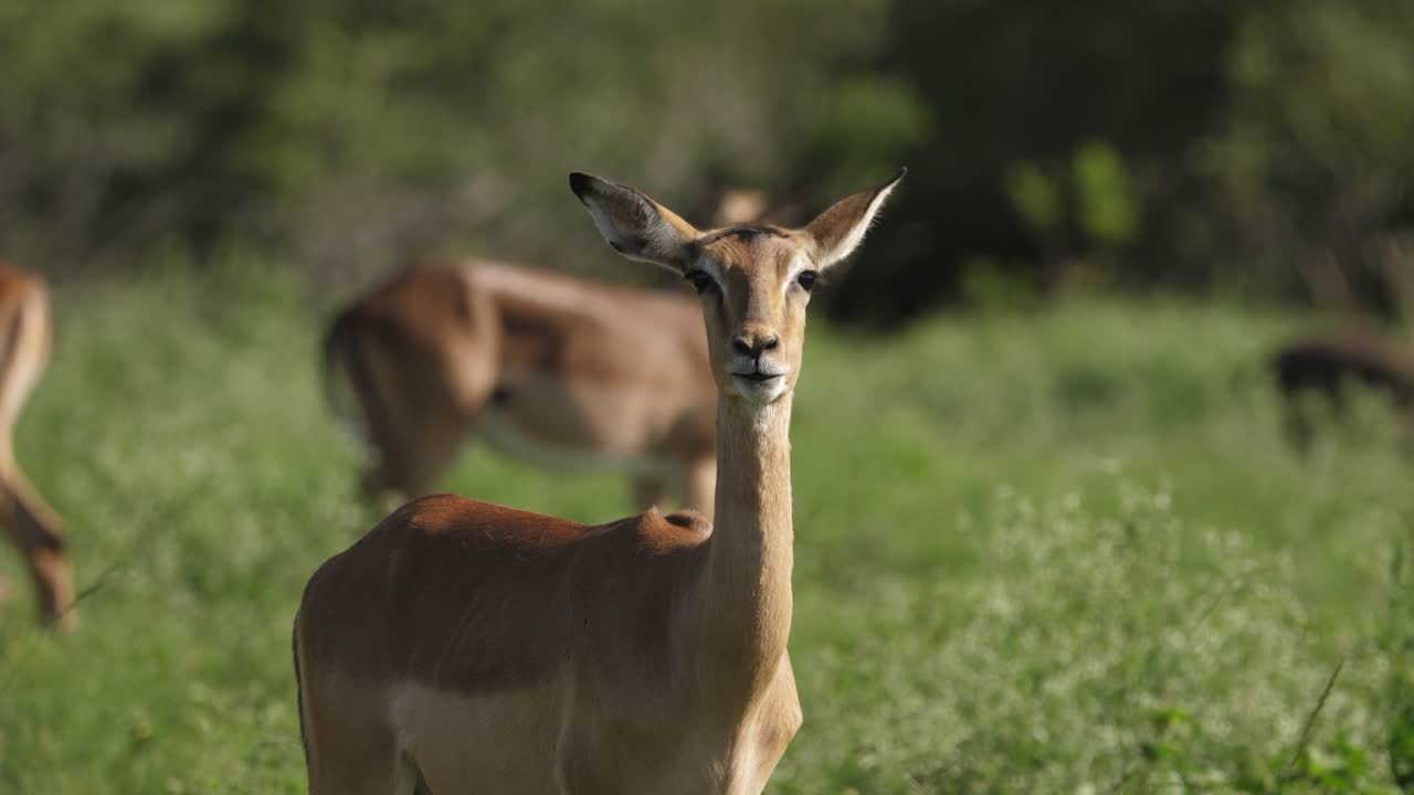 vista de retrato de una hembra impala masticando y mirando a la cámara