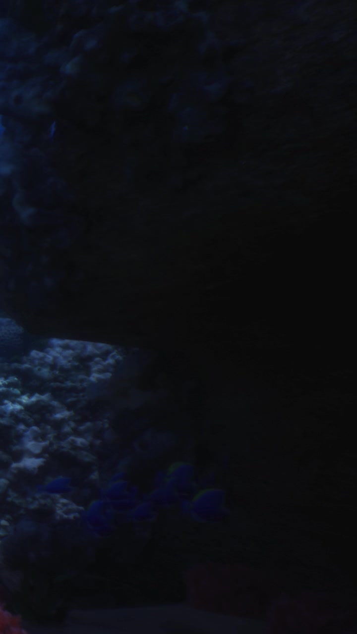 Underwater wonders hide in shadows revealing beauty in darkness