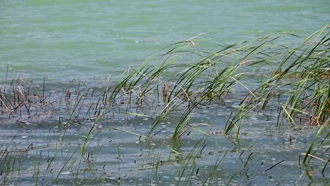 grass near the shore of a lake