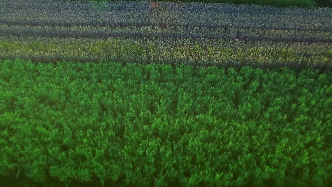 hermoso paisaje de campo de grano en tierras de cultivo. paisaje de campo de trigo