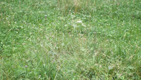 wind blowing true the small plants with small flowers which are slowly moving on a green lawn in lauterbrunnen switserland. medium shot