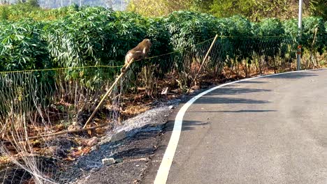 monkey walks across a winding road