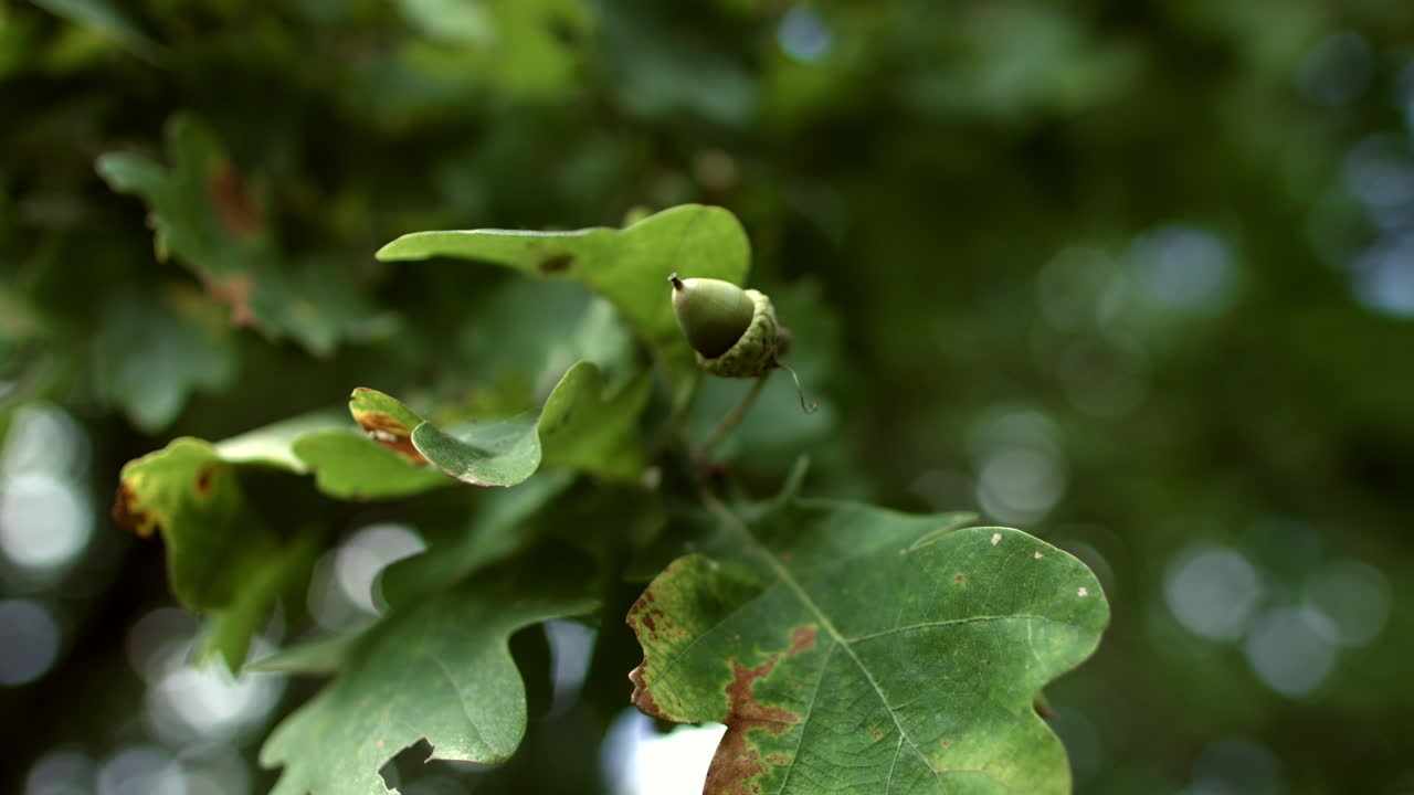 Green oak leaves with acorn waving in wind. Oak leaves and unripe acorn on tree