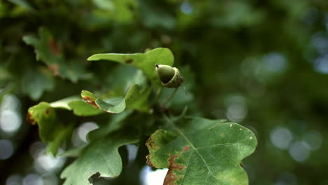 Hojas-De-Roble-Verde-Con-Bellota-Ondeando-En-El-Viento.-Hojas-De-Roble-Y-Bellota-Inmadura-En-El-árbol