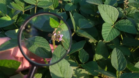 view of young soybean sprouts through a magnifying glass view of young soybean sprouts through a magnifying glass agronomic inspection beans
