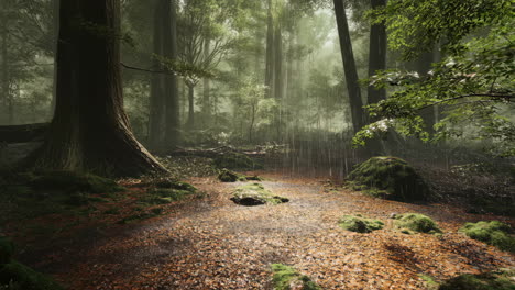 a tranquil forest path with sunlit mist