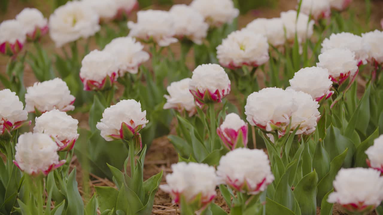 tulipanes amarillos en la plantación de flores 3