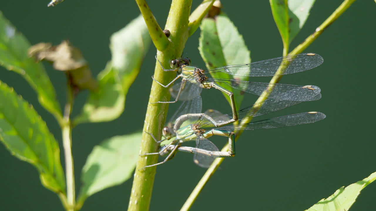 un par de caballitos del diablo azules odonata salvajes en la naturaleza durante el día soleado - cerrar