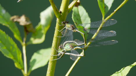 Couple-of-Wild-Odonata-Azure-Damselflies-in-nature-during-sunny-day---close-up