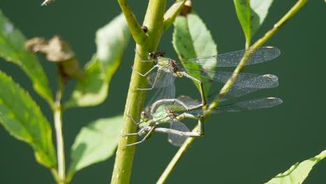 Un-Par-De-Caballitos-Del-Diablo-Azules-Odonata-Salvajes-En-La-Naturaleza-Durante-El-Día-Soleado---Cerrar