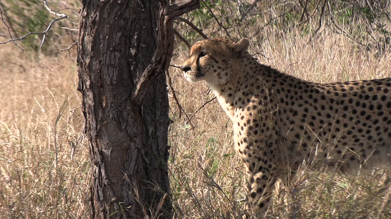 cerca de la mano de tiro de guepardo viendo algo