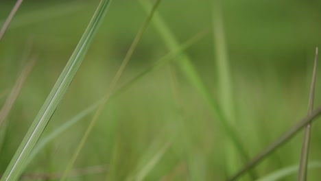 Una-Hierba-Perenne-Originaria-De-Asia-Tropical-Y-Subtropical-Y-También-Introducida-En-Varios-Países