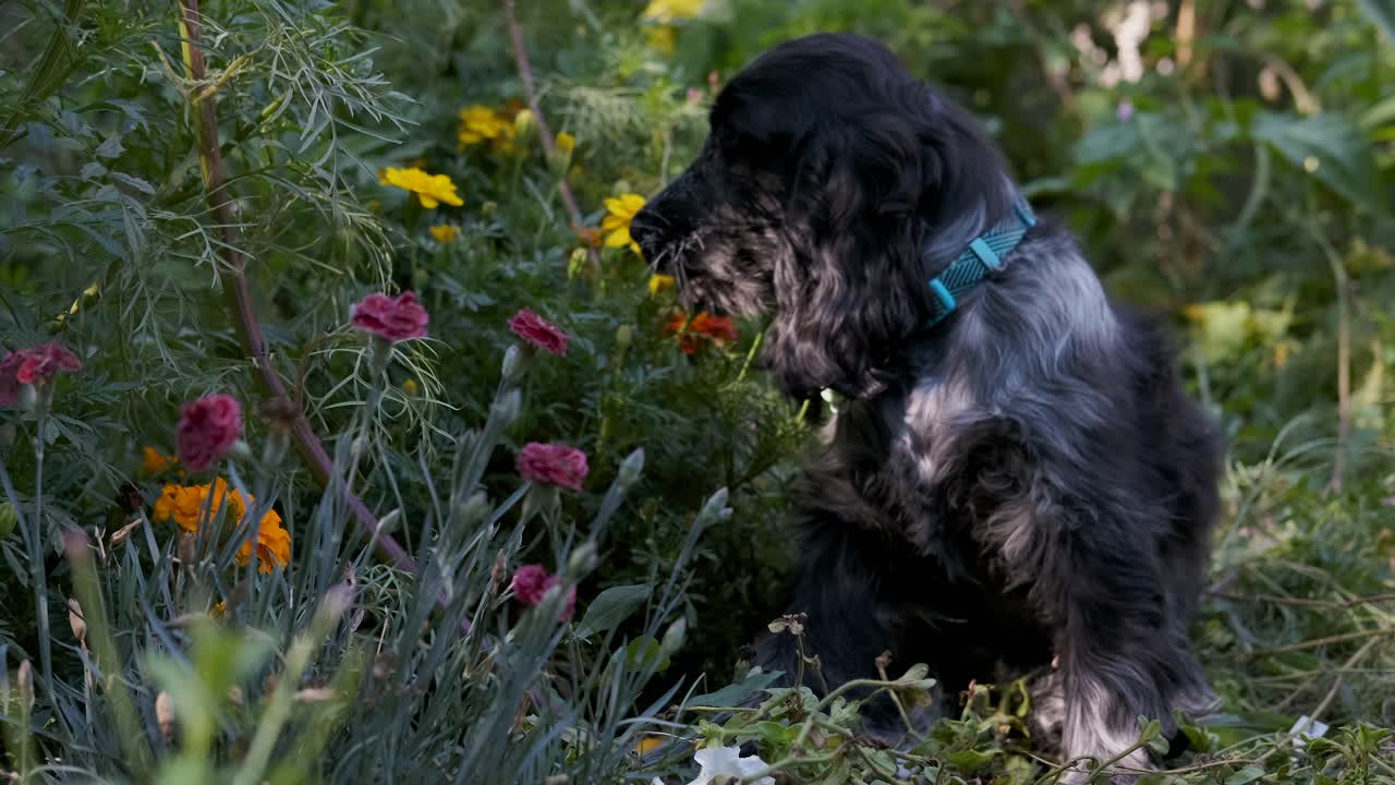 귀여운 스패니얼 강아지는 녹색 정원에서 화려한 꽃을 씹고, 고정된 소프트 포커스 보케