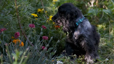 cute spaniel puppy dog chews on colorful flowers in green garden, fixed soft focus bokeh