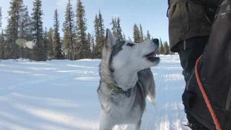 4k-shot-of-a-very-happy-siberian-husky-dog-running-up-beside-the-sledge-in-a-snowy-forest-in-Kiruna,-Sweden