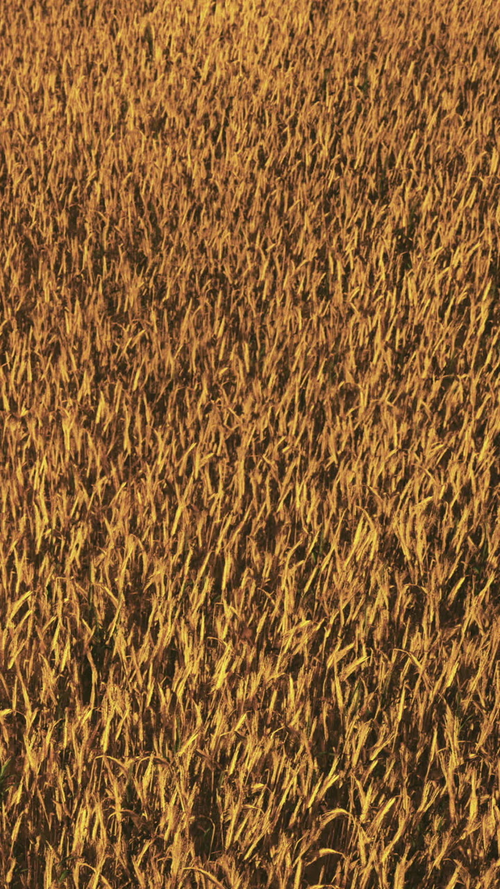 Fields of grain swaying in the wind during golden hour in autumn season