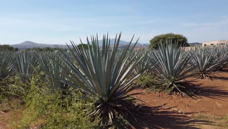 Día-Caluroso-En-Tequila,-México