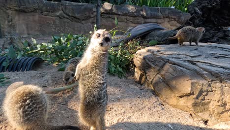 meerkats standing and interacting on rocky terrain