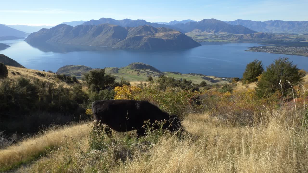 Cow Grazing On Grassy Field, Roys Peak, South Island, New Zealand - Wide Shot