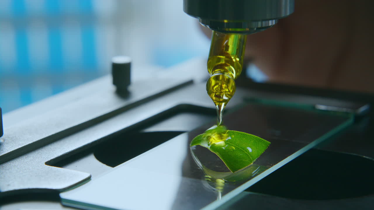 Applying Plant Extract Sample to Leaf for Microscopic Research in Lab