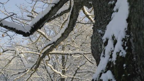 frosty oak tree branches and bark in the northen europe