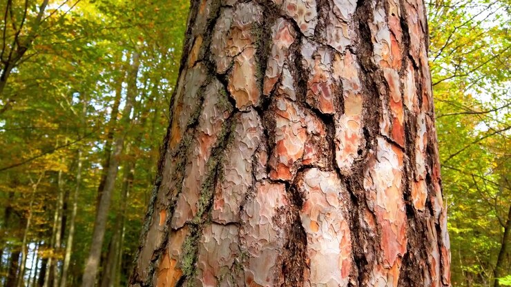 Pino nella foresta, con corteccia e tronco in evidenza