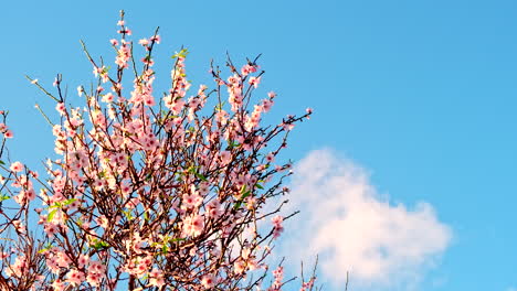 apricot tree branches filled with striking colorful blossoms in springtime