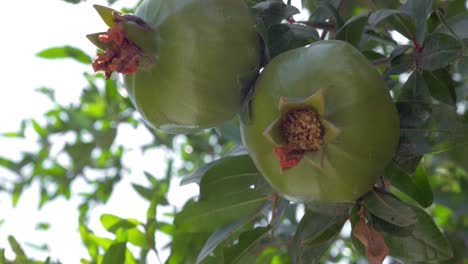 fruto de granada en la rama del árbol