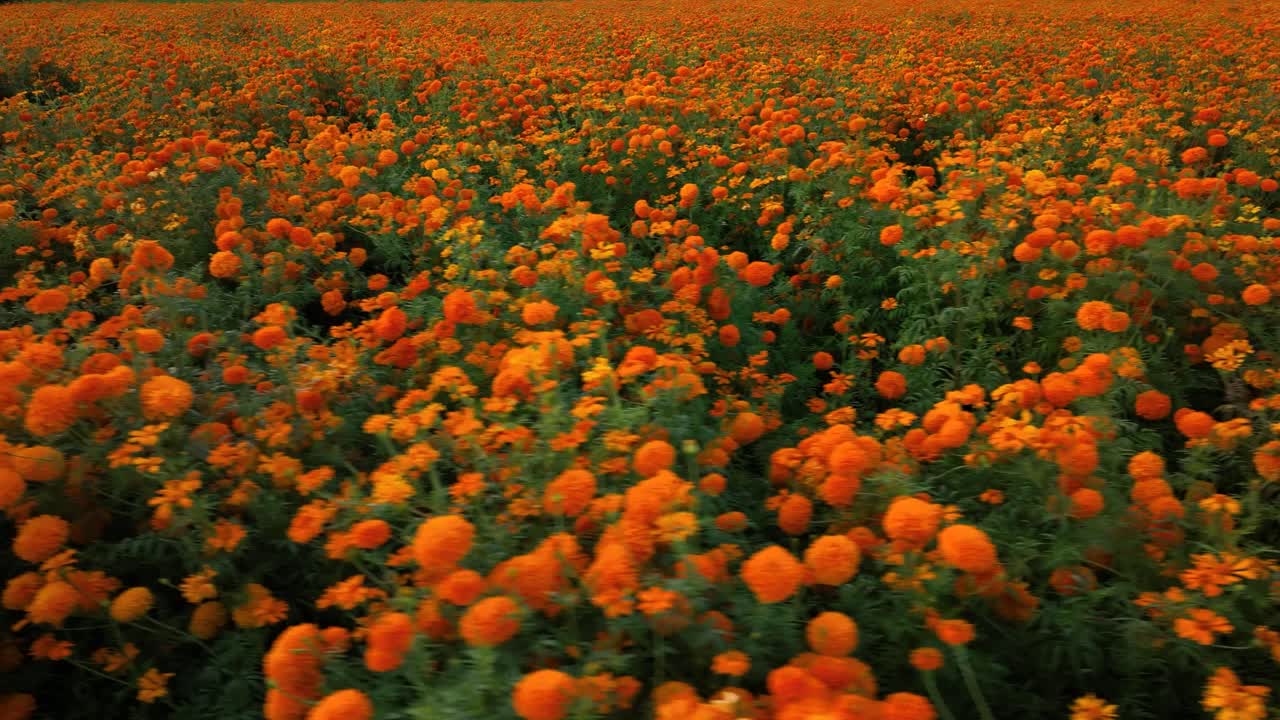 Riprese di un'enorme coltivazione di fiori di calendula in Messico