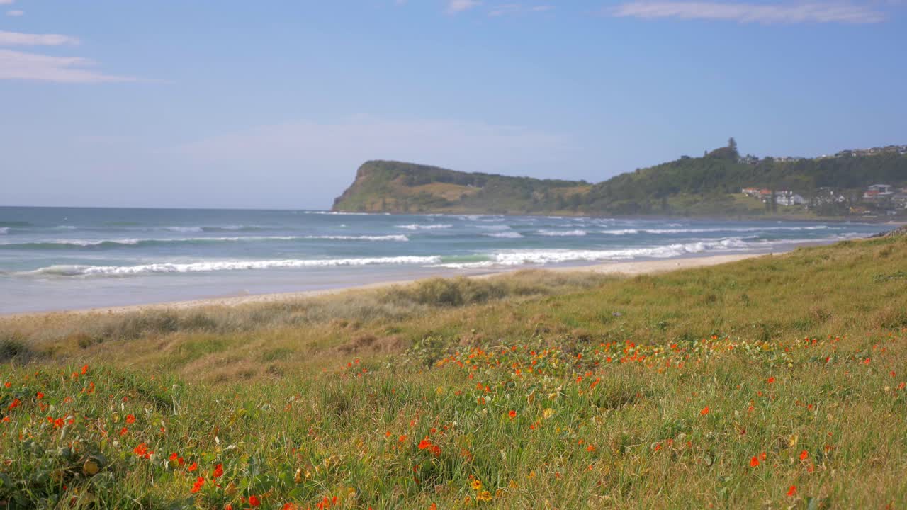 해변의 아름다운 붉은 양귀비 꽃 - 레녹스 헤드, 뉴 사우스 웨일즈, 호주 - 정적 샷