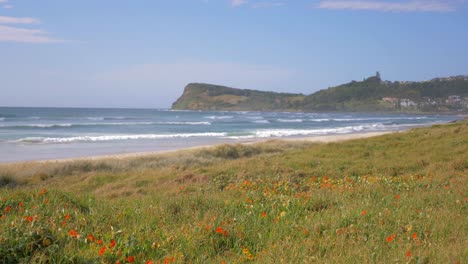 Hermosas-Flores-Rojas-De-Amapola-Junto-Al-Mar---Cabeza-De-Lennox,-Nueva-Gales-Del-Sur,-Australia---Tiro-Estático