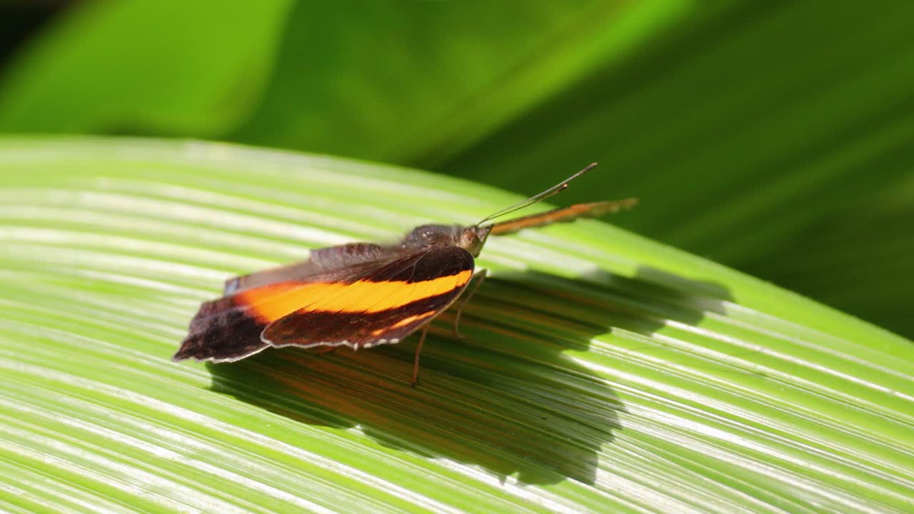 A butterfly with vibrant wings rests on a sunlit leaf in a lush rainforest setting