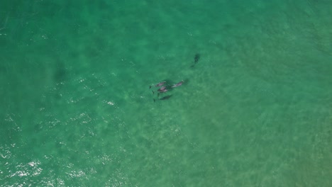 delfines nariz de botella en el paisaje marino australiano - de arriba hacia abajo