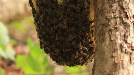 parte inferior de un panal con una colonia de apis mellifera carnica silvestre o abejas melíferas europeas con especímenes que van y vienen de la colmena en un entorno natural