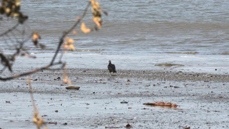 Statische-Aufnahme-Eines-Schwarzen-Geiers-Auf-Der-Jagd-Am-Strand-Der-Insel-Cebaco