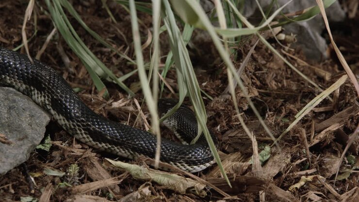 Black rat snake turns around and begins to slither away - medium shot