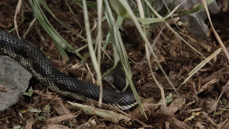 black rat snake turns around and begins to slither away - medium shot